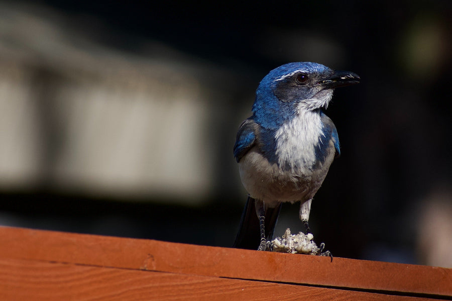 Blue Scrub Jay