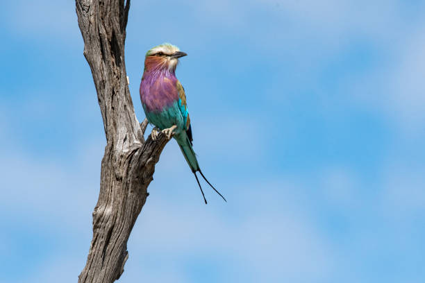 Lilac Breasted Roller