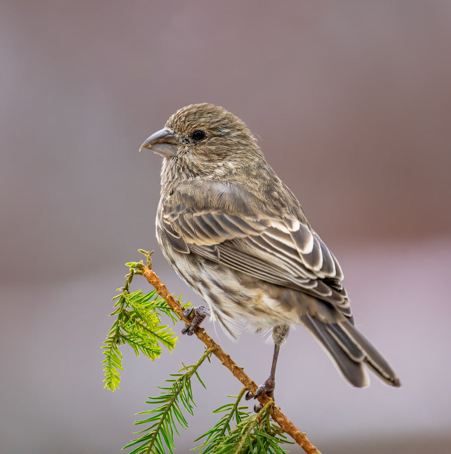 Cute sparrow