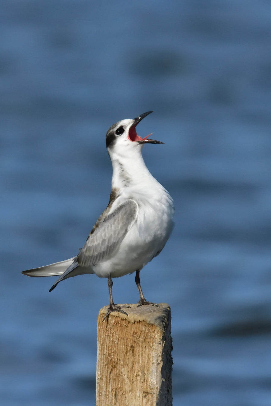 Black Naped Tern