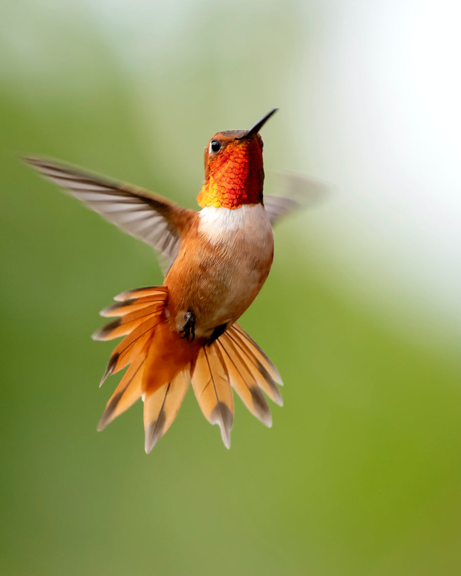 Allen's Hummingbird