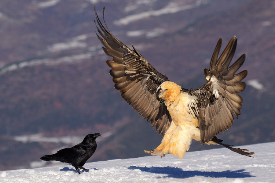 Bearded Vulture