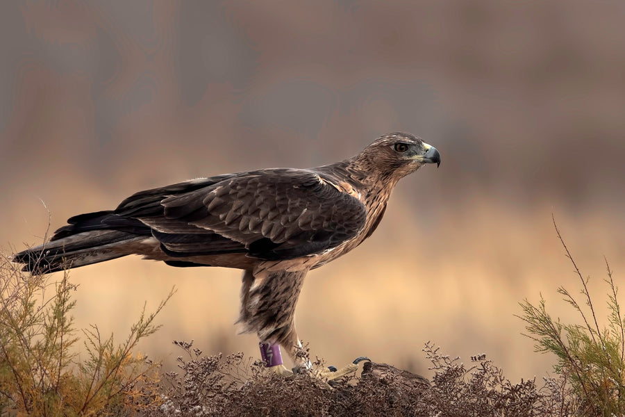 Bonelli's Eagle