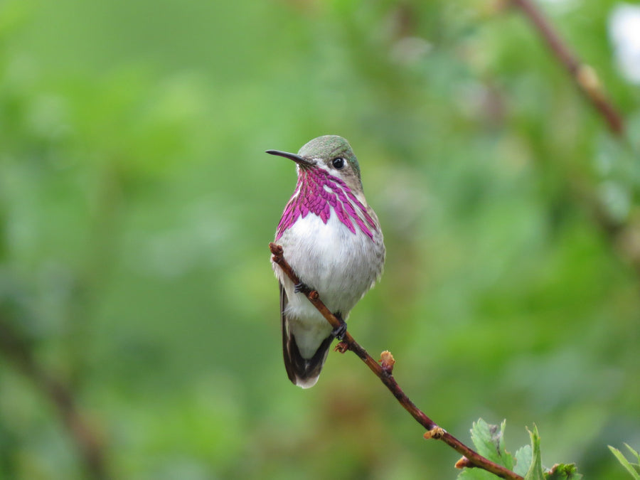 Calliope Hummingbird