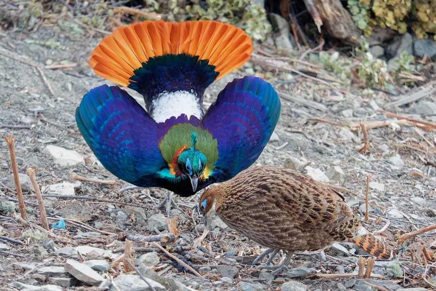 Himalayan Monal