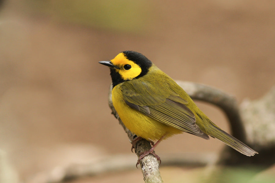 Hooded Warbler