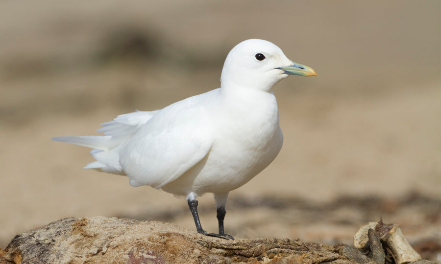 Ivory Gull