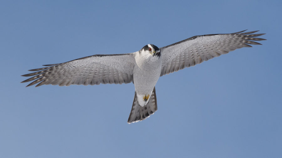 Northern Goshawk