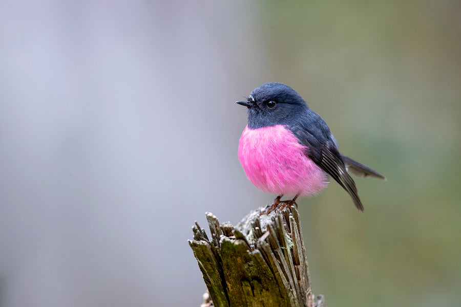 Pink Robin