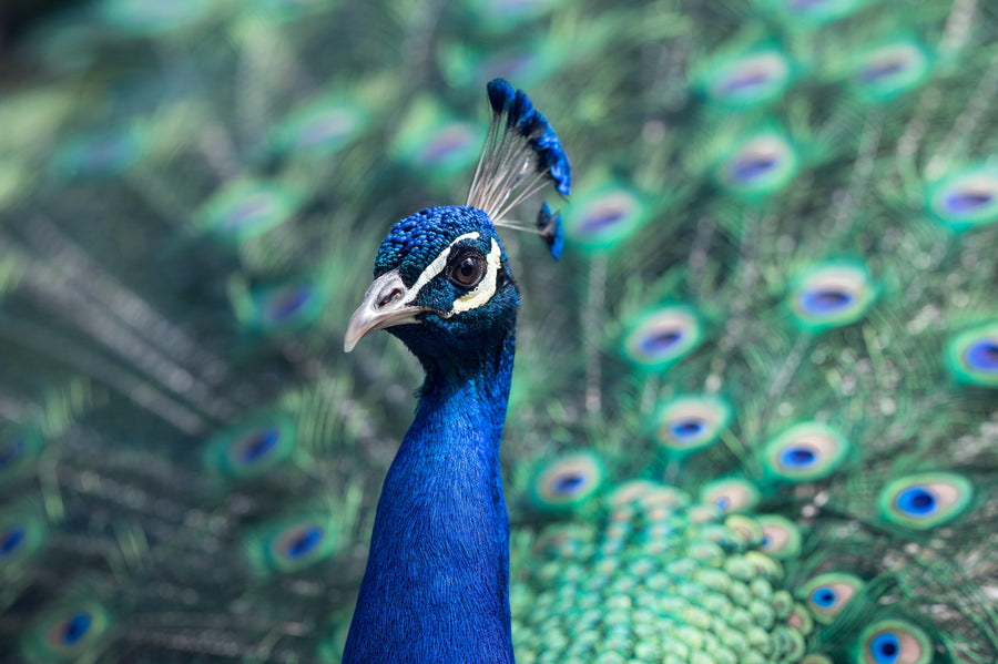 Proud Peacock