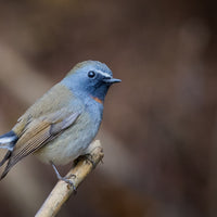 Rufous-gorgeted Flycatcher