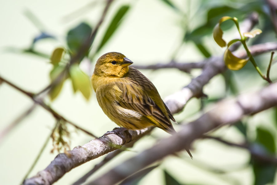 Sicalis flaveola