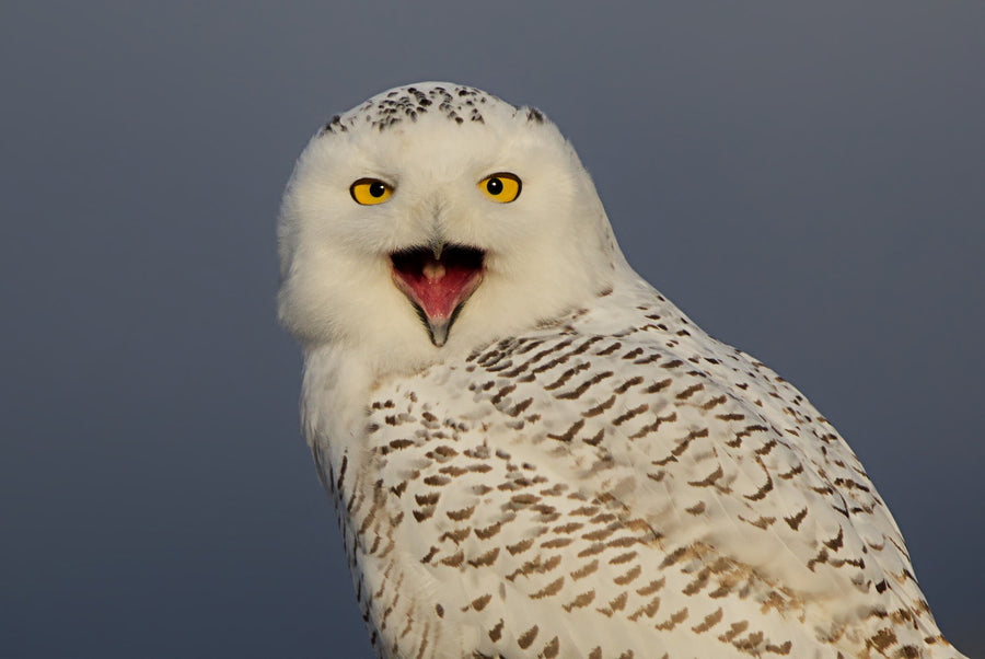 Snowy owl