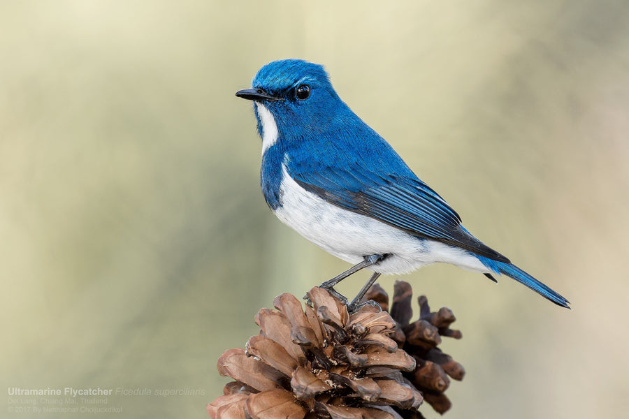 Ultramarine Flycatcher