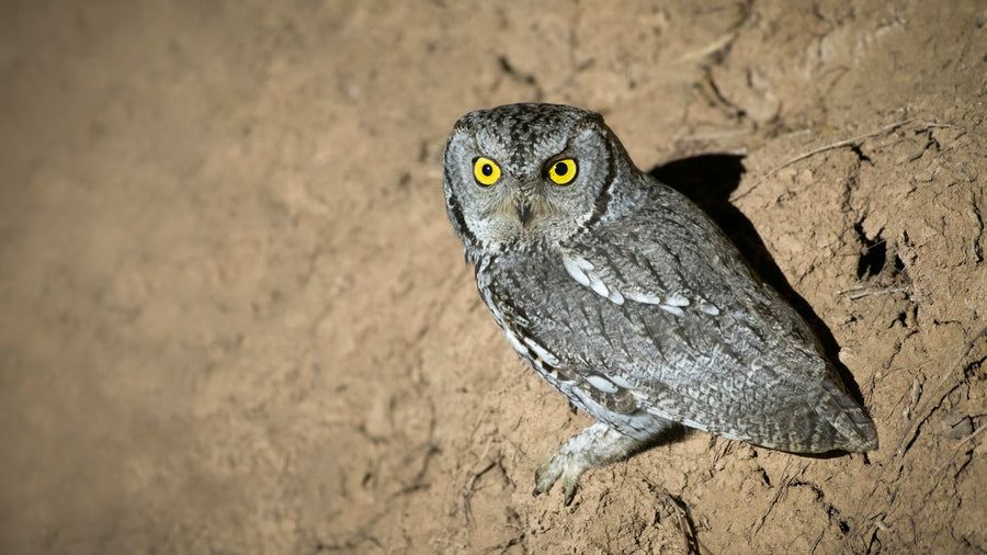 Western Owl