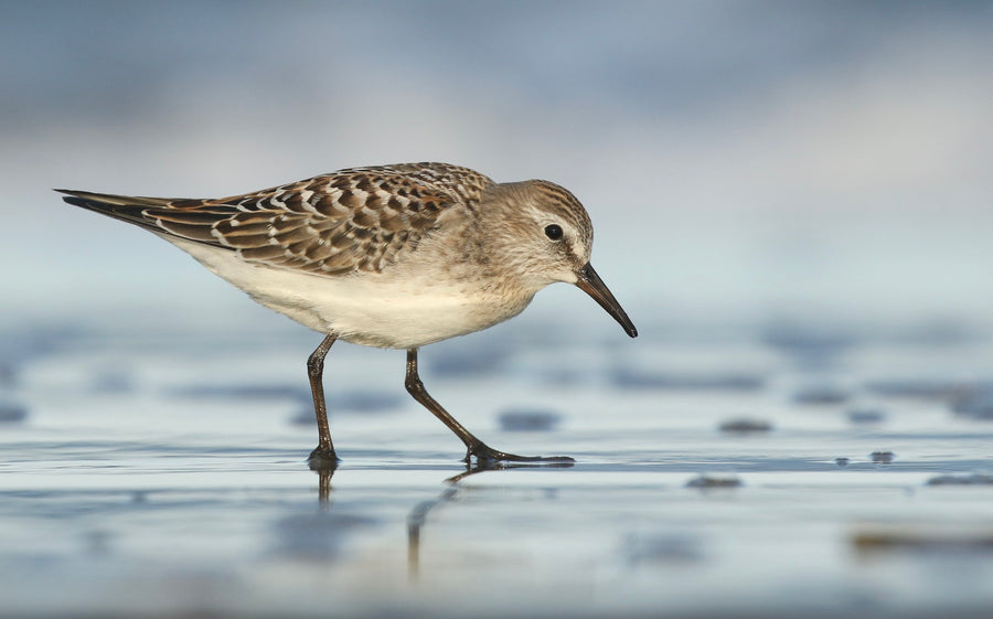 White-rumped Sandpiper