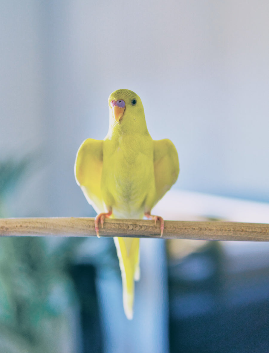 Budgerigar