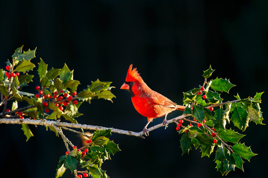 Red Northern Cardinal