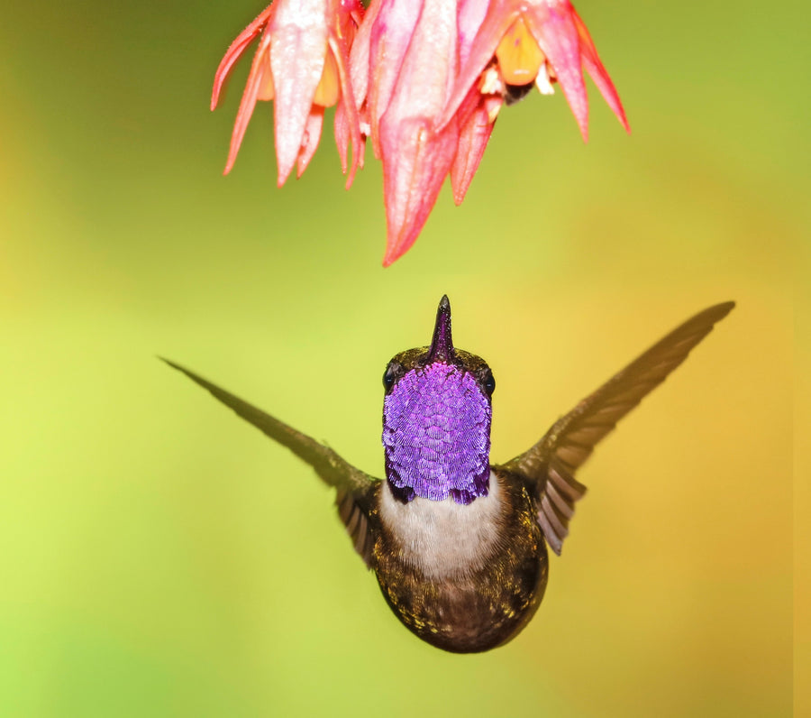 Purple throated Woodstar