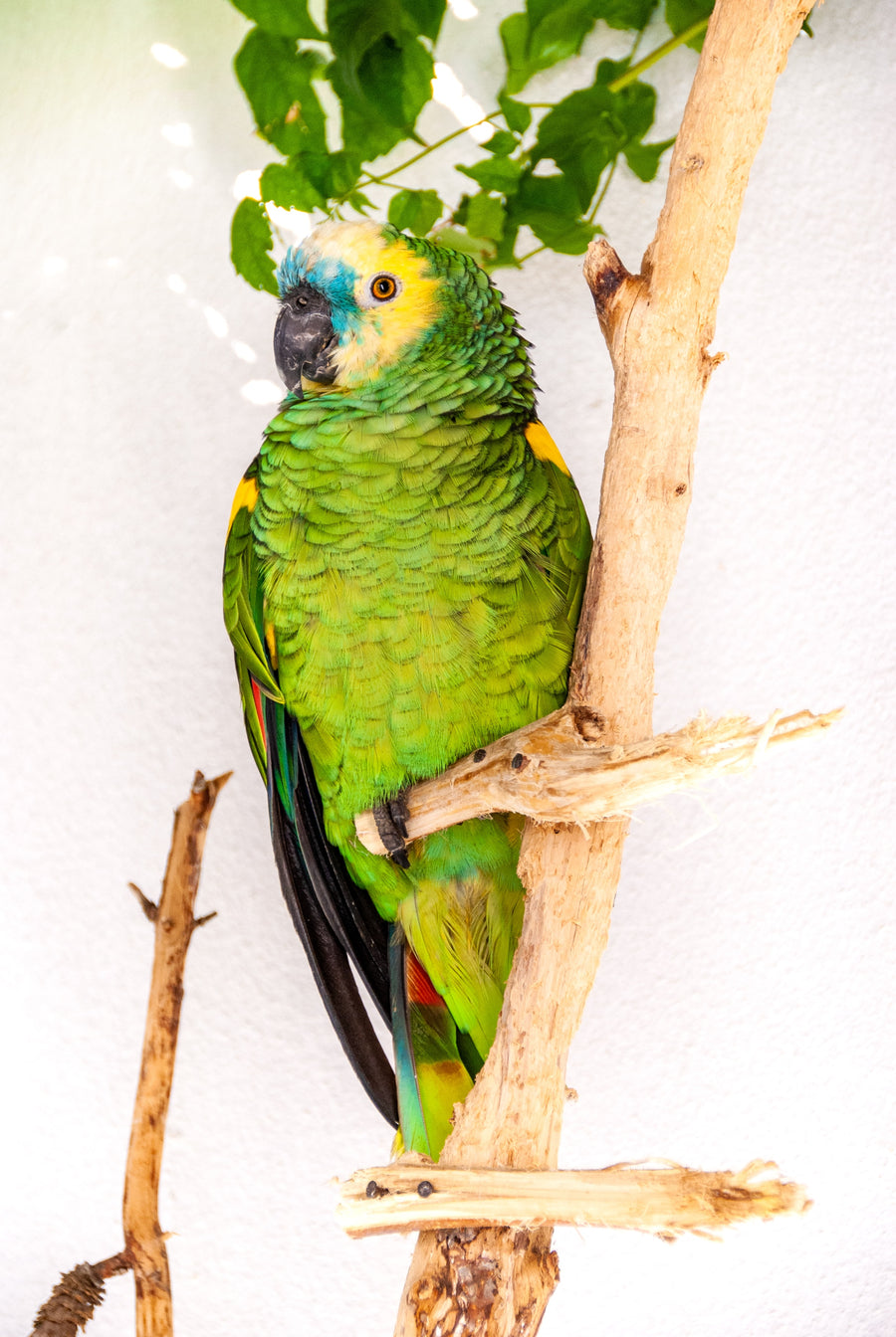 Green parrot