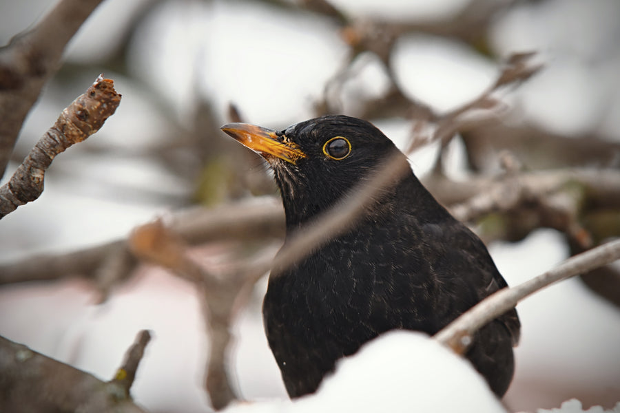 Common Blackbird