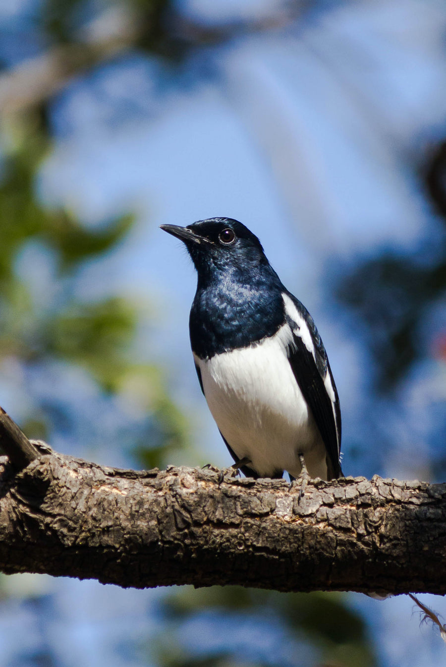 Oriental Magpie