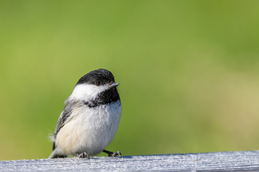 Black-capped Chickadee