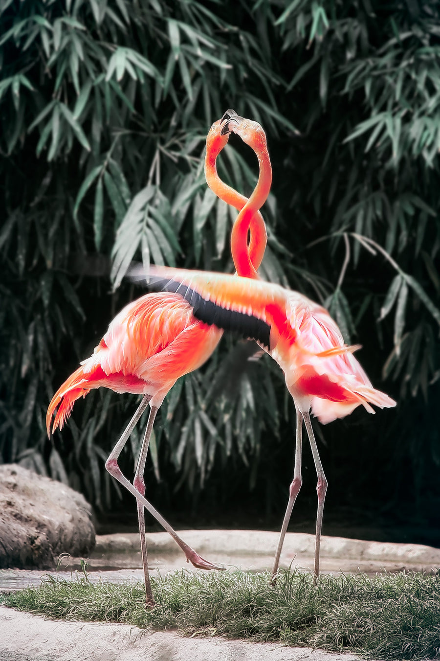 Orange Flamingo